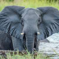 Pirschfahrt im Okavango Delta