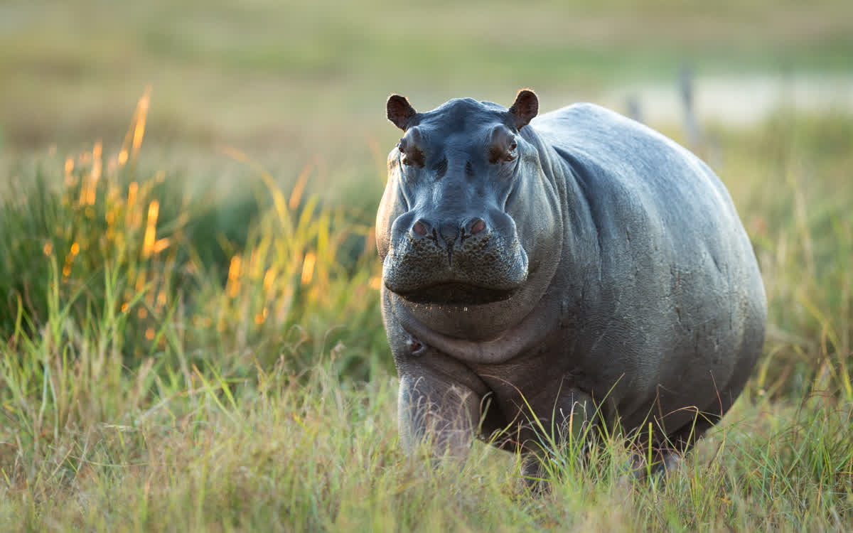 Flusspferd in den Feuchtgebieten des Okavango Deltas