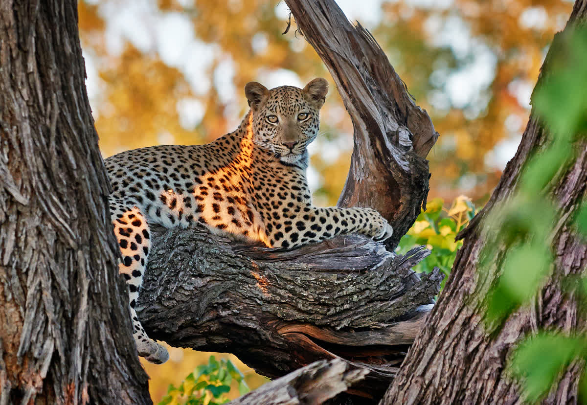 Leopard ruht auf einem Baum