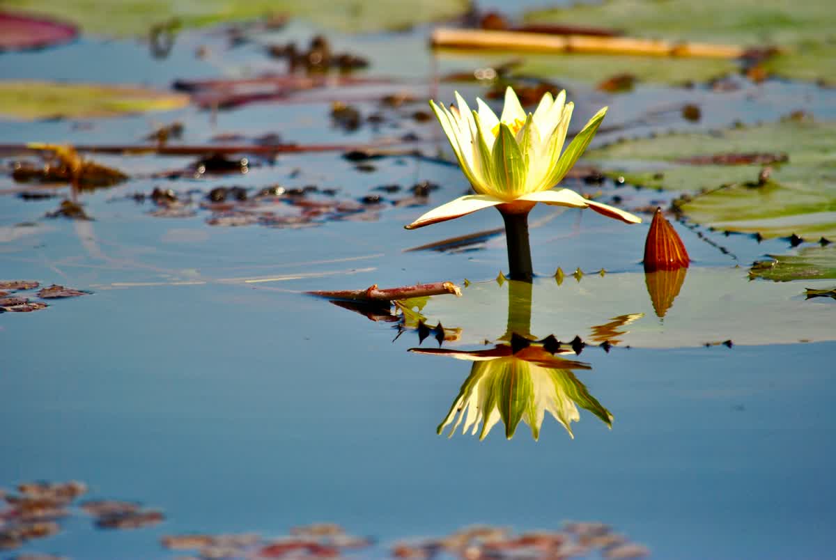 Seerosen im Okavango Delta
