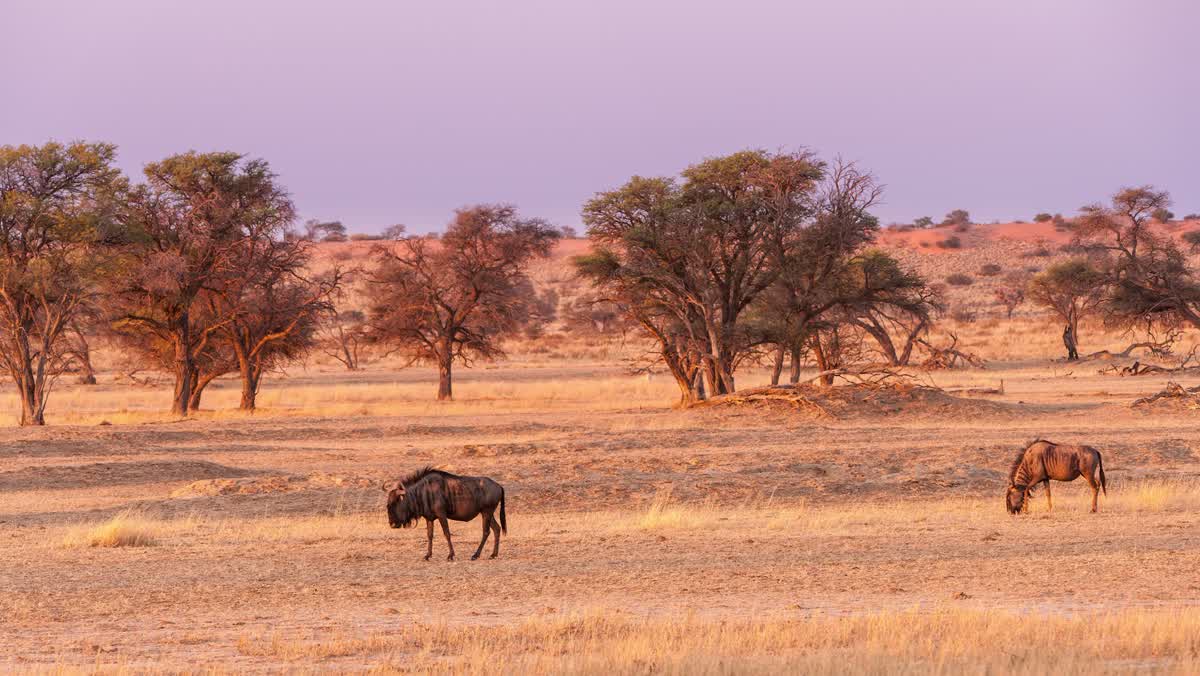 Weite Landschaft der Central Kalahari