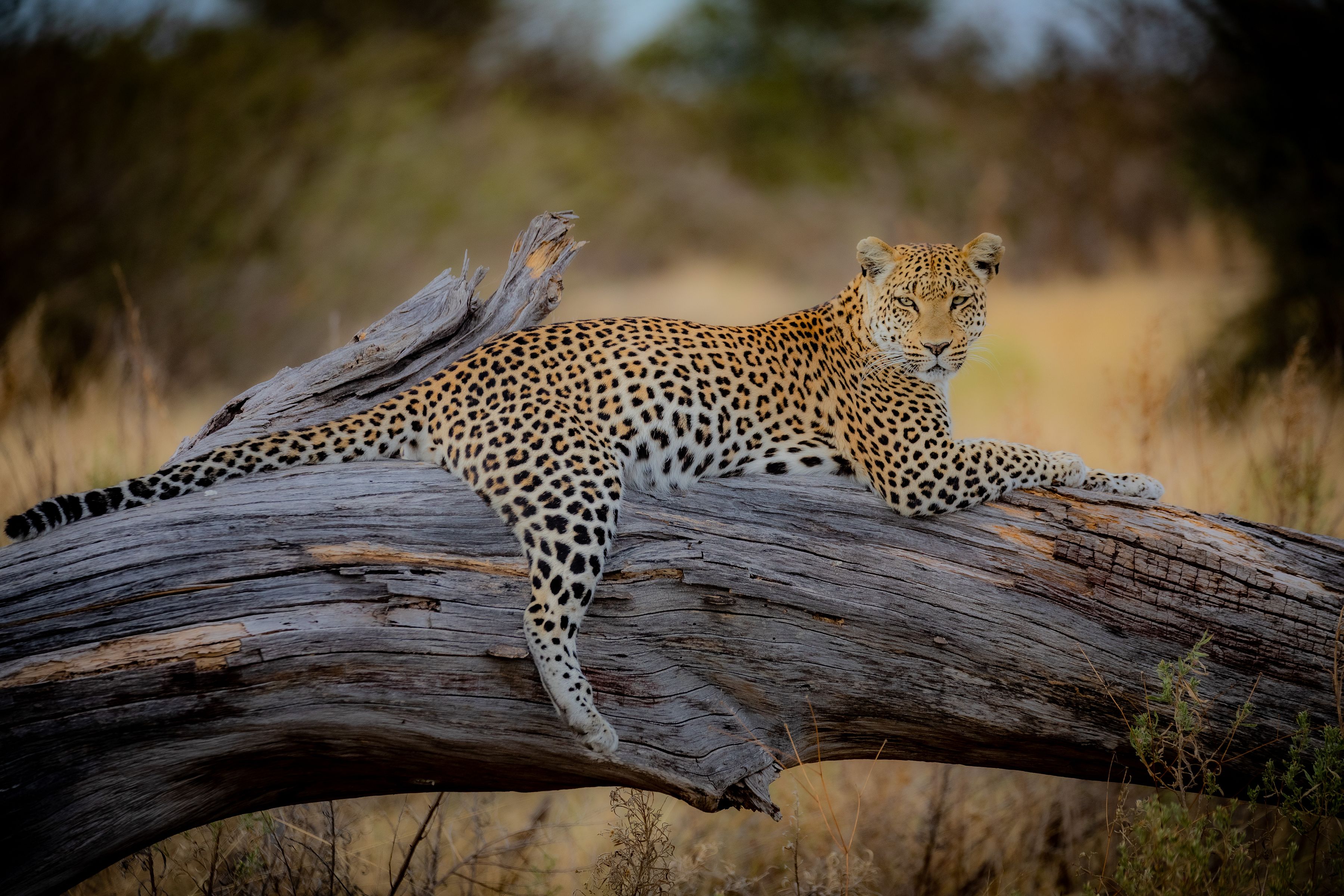 Leopard resting on a fallen tree in Botswana