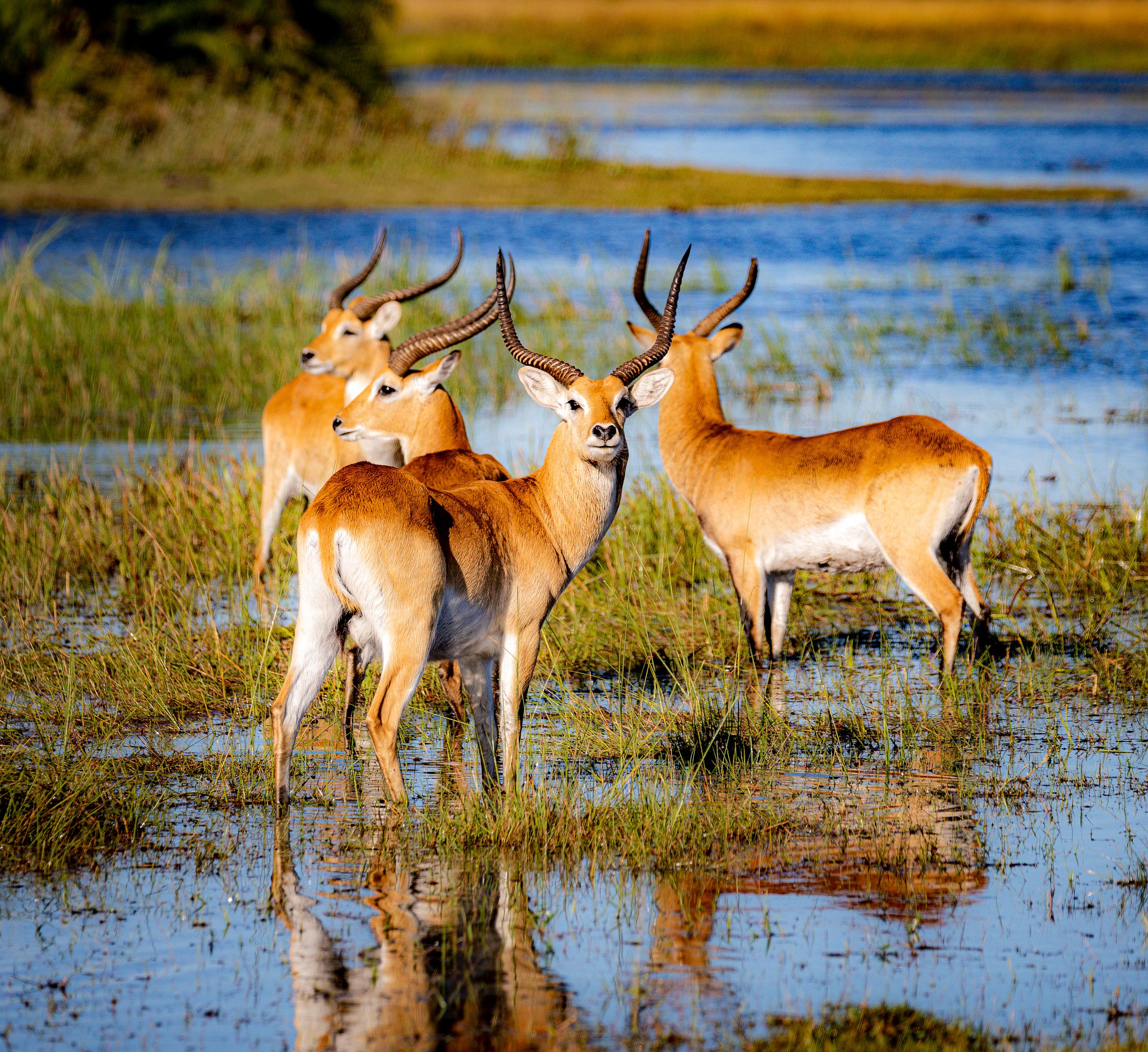 Lechwe Antilopen im Okavango Delta