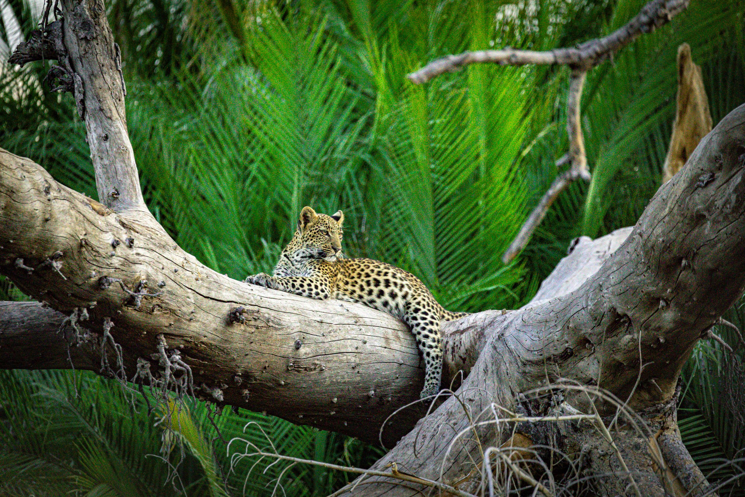 Leopard im Moremi Game Reserve