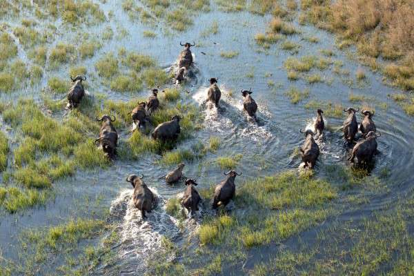 Okavango Delta